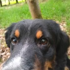 Profile image of Bert_Holzspalta