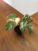 Monstera albo🤍