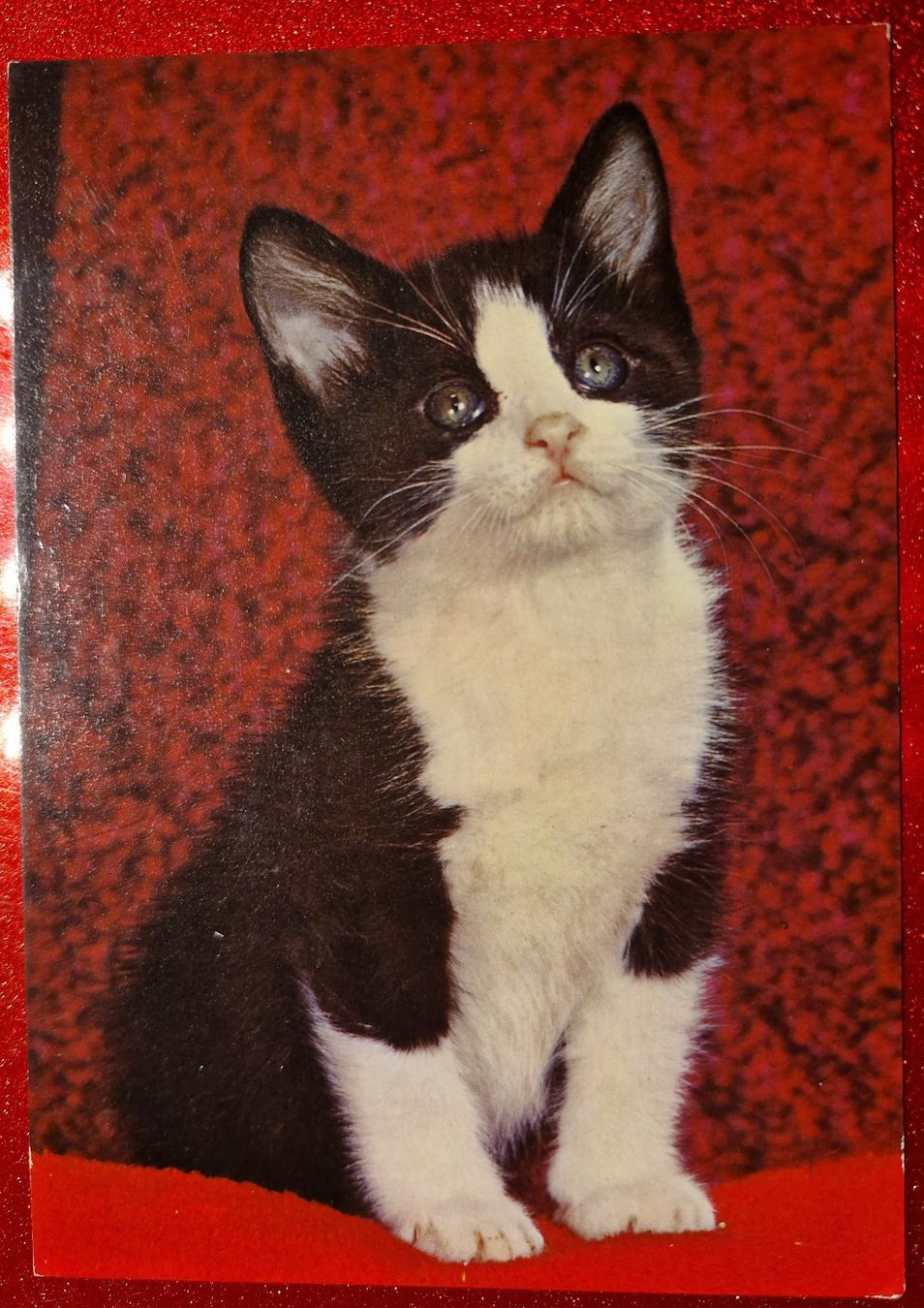 Cartoline postali: herziges Katzenbaby - neuwertig – Nuovo (secondo la descrizione) da Melchnau venduto da Fishel