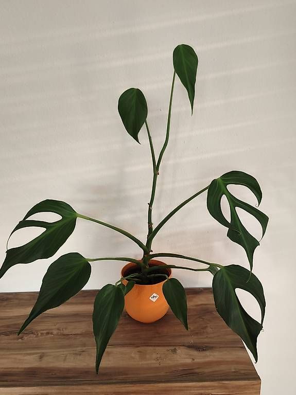Pflanzen & Samen: Monstera burle marx flame – Gebraucht aus Kaisten von lys_zzy8
