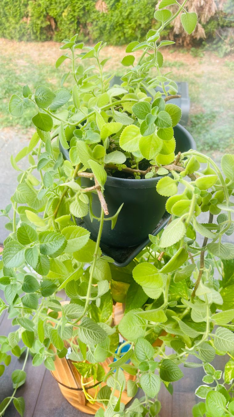 Plantes & graines: Zimmerpflanzen Indischer Borretsch oder Kubanischer Oregano. – Neuf avec emballage d'origine à Aarburg par saluvava 2