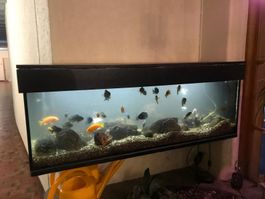 AQUARIUM MIT FISCHEN
