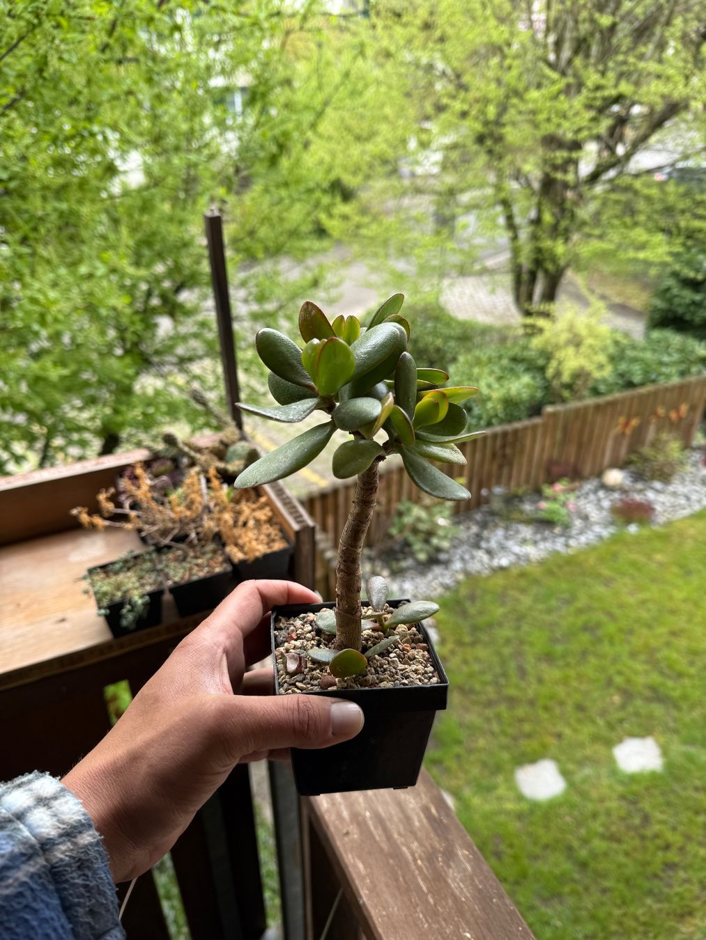 Piante & sementi: Crassula ovata – Usato da Rorbas venduto da SimS0n 2