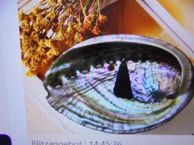 Ciondoli: Anhänger Abalonemuschel – Nuovo (secondo la descrizione) da Hinwil venduto da Glasperlen 7
