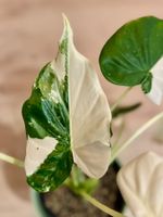 Alocasia Cucullata Variegata Albo Rhizome 🤍🌱