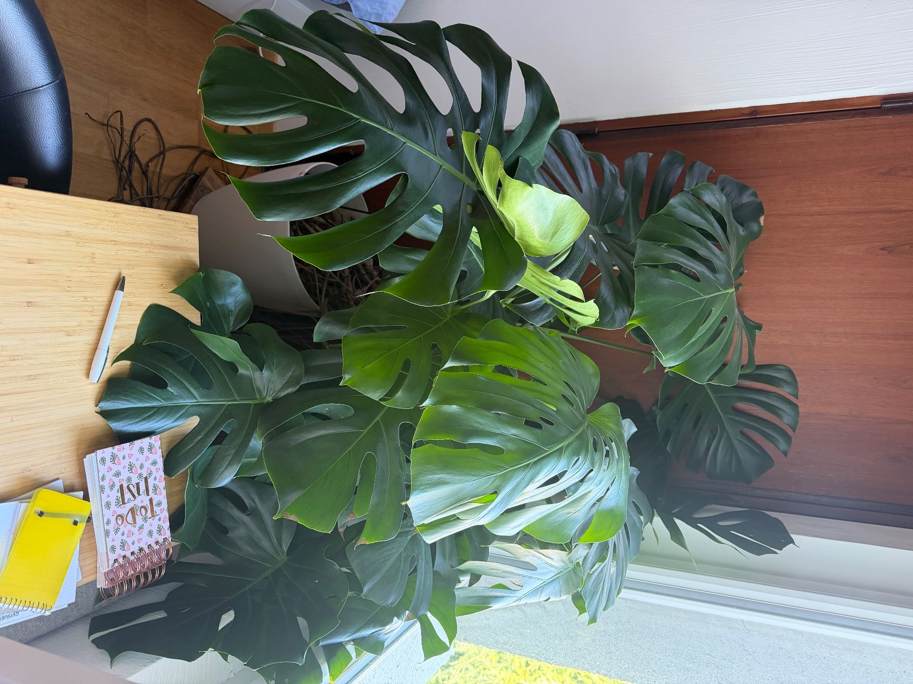 Pflanzen & Samen: Monstera – Gebraucht aus Orny von dma_xd55