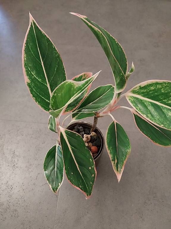Piante & sementi: Aglaonema 'Lipstick Pink' – Usato da Schwaderloch venduto da bademeister79