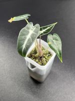 Alocasia Bambino plant
