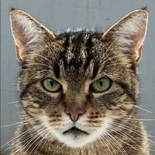 Profile image of Findus78