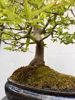Japanischer Ahorn Bonsai über 50 jährig 