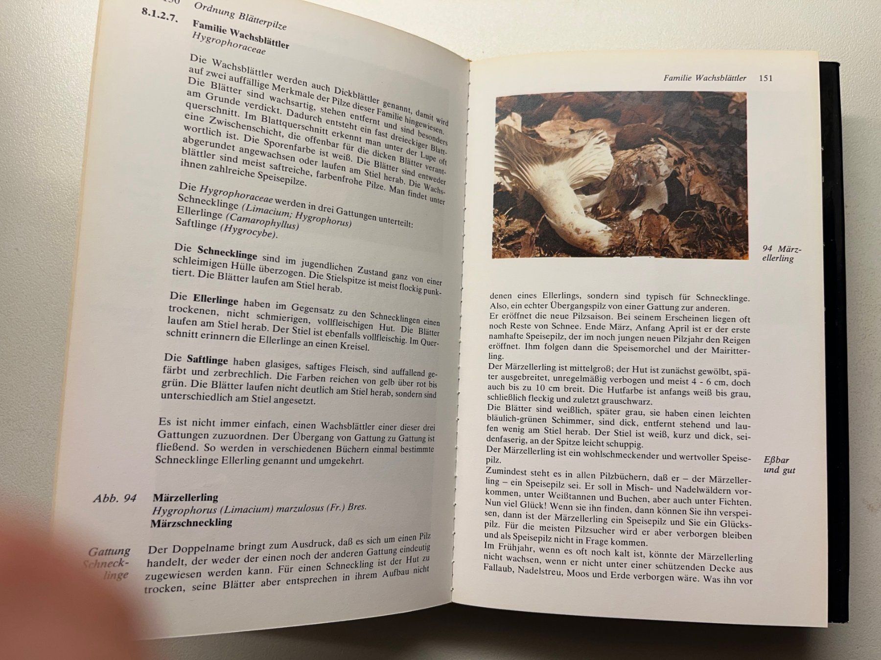 Libri: Gerhard Thamerus Keysers Pilzberater – Usato da Laufen venduto da Nuria44 9
