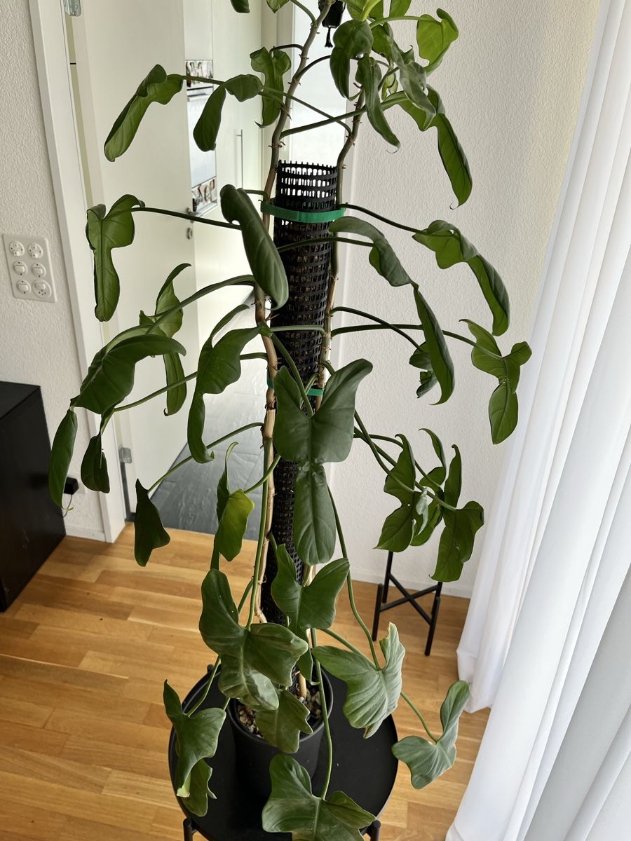 Piante & sementi:  Philodendron violin – Usato da Uster venduto da ke114 2
