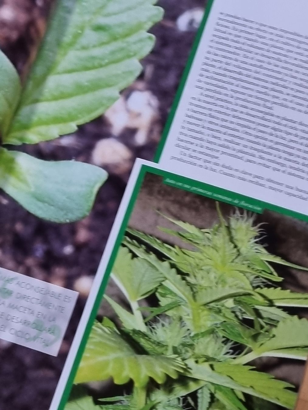 Zeitschriften & Magazine: Hanf Magazine Spanisch, 6 Stk. Cannabis Info – Gebraucht aus Winterthur von Belzarek 4