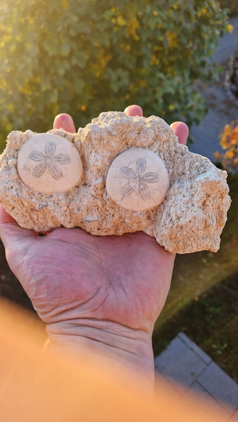 Fossilien: Schöner fossiler Seeigel  – Gebraucht aus Niederhasli von rehauge01 1