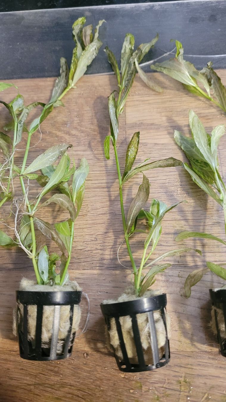 Piante & sementi: Hygrophila Rosanervig – Nuovo e nell'imballaggio originale da Saxon venduto da Sebdem