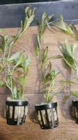 Hygrophila Rosanervig