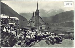 Sedrun - Die Schafherde zieht auf die Weide