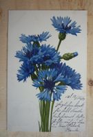 Kornblume blau, 13.03.09