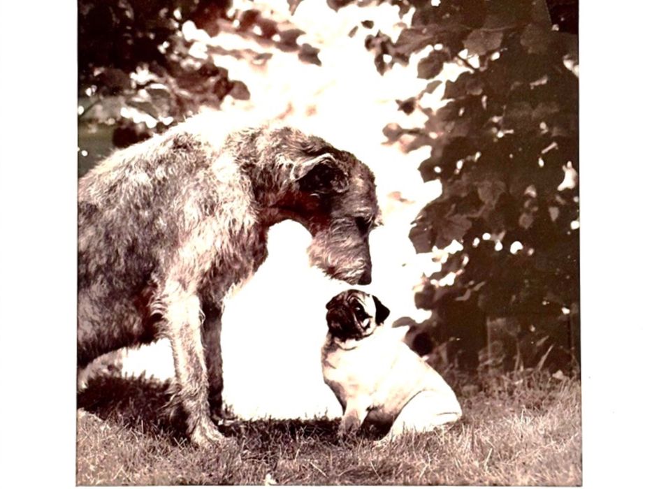 Foto & Immagini: Hunde "Smalltalk" Bild gerahmt Holz/Silber 56 x 45cm – Usato da Küsnacht ZH venduto da Vuit-on 1
