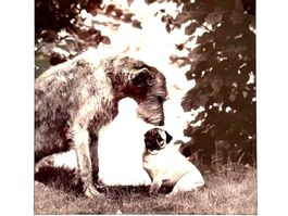 Hunde "Smalltalk" Bild gerahmt Holz/Silber 56 x 45cm