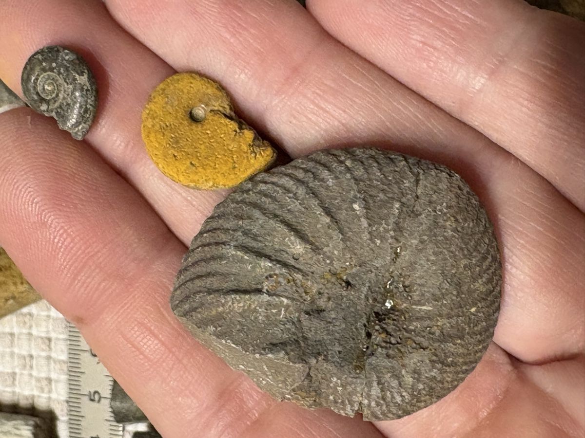 Fossilien: Versteinerung Sammlung – Gebraucht aus Rümlang von euqinom16 5