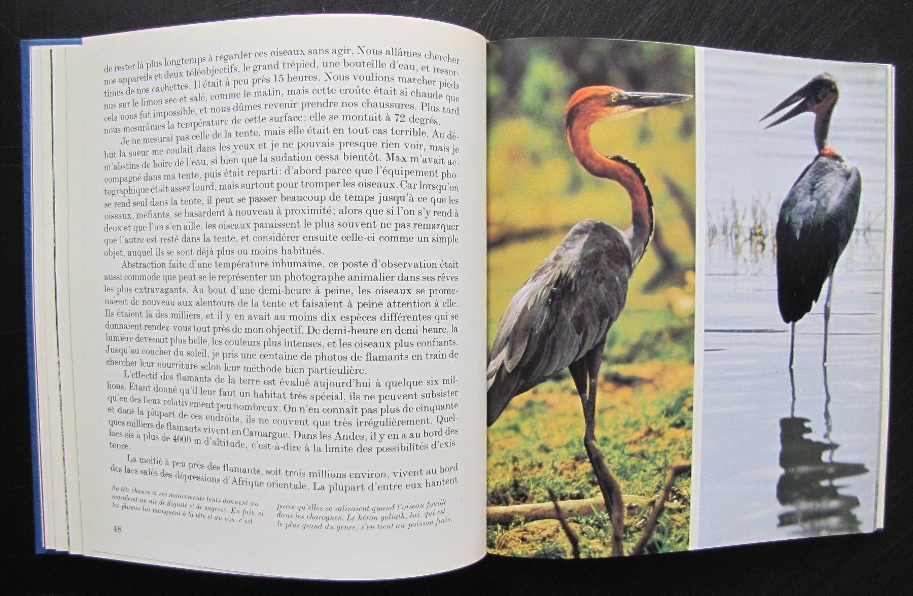 Libri: Oiseaux des terres lointaines. Ed Mondo – Usato da Genève venduto da Brindisina2019 5
