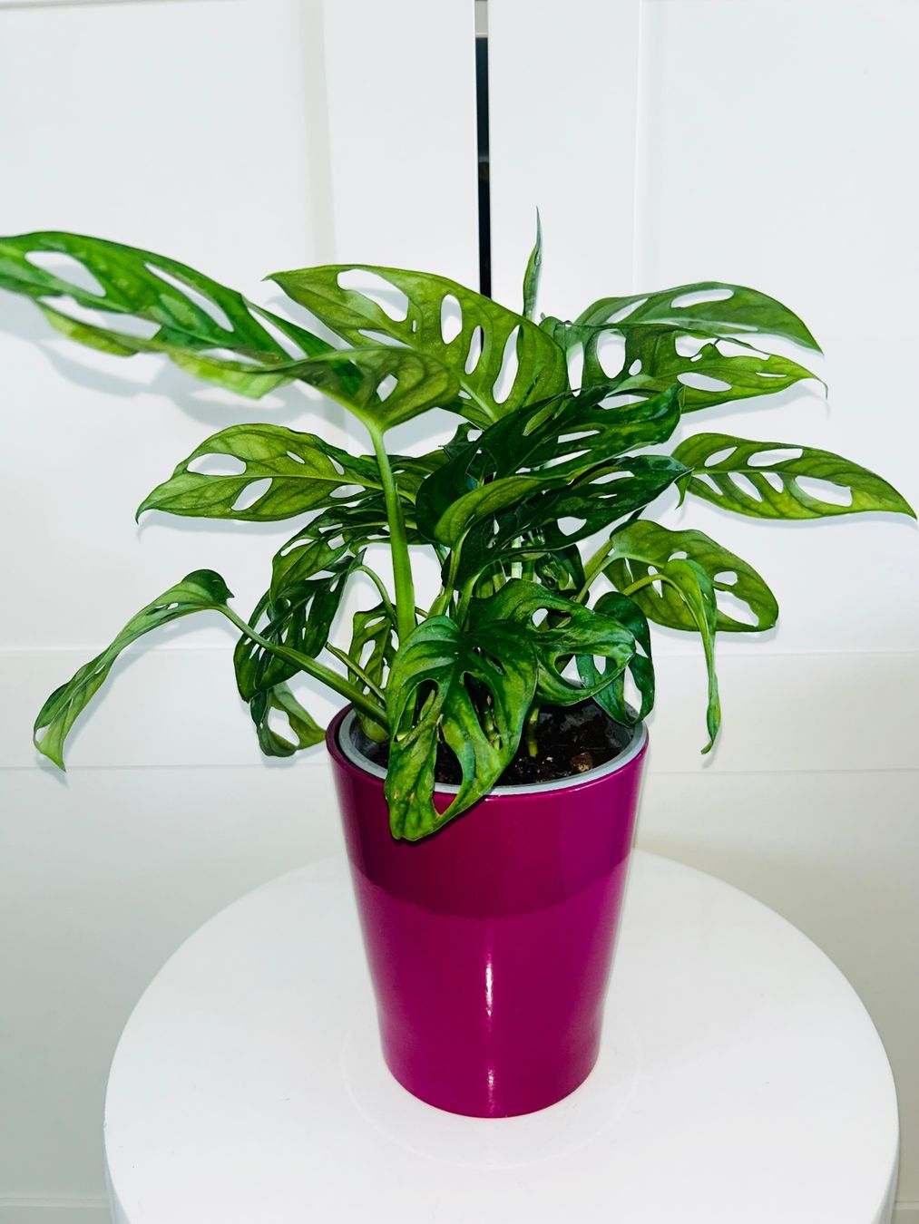 Plantes & graines: Monstera 'Monkey Leaf Monstera adansonii & ceramic cache pot – D'occasion à Kilchberg ZH par malibubeach 2