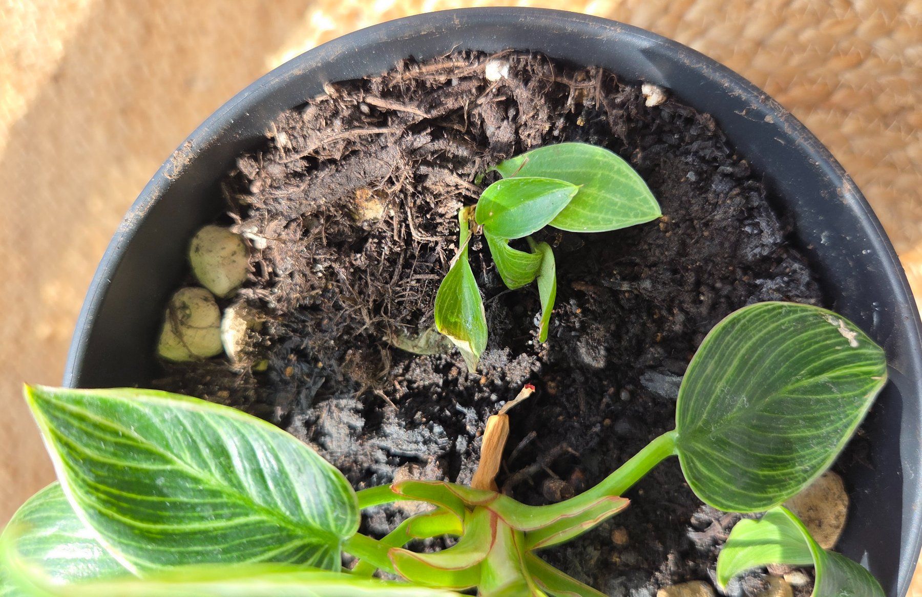 Plantes & graines: Kleine Philodendron "Birkin" – D'occasion à Zürich par wile_coyote 2