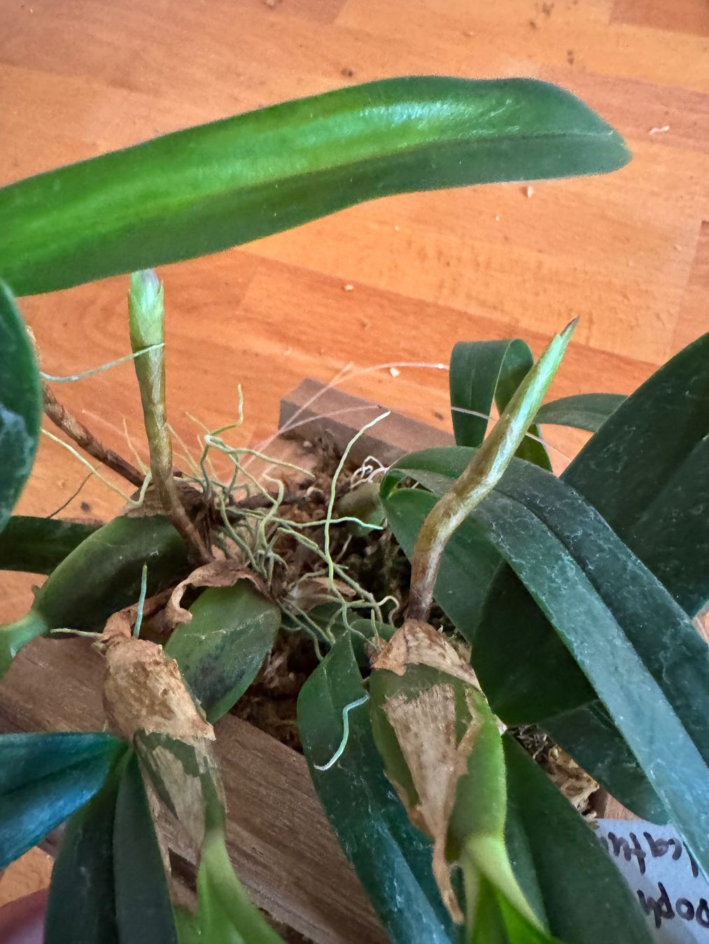 Plantes & graines: Bulbophyllum falcatum – D'occasion à Männedorf par mrclst 3