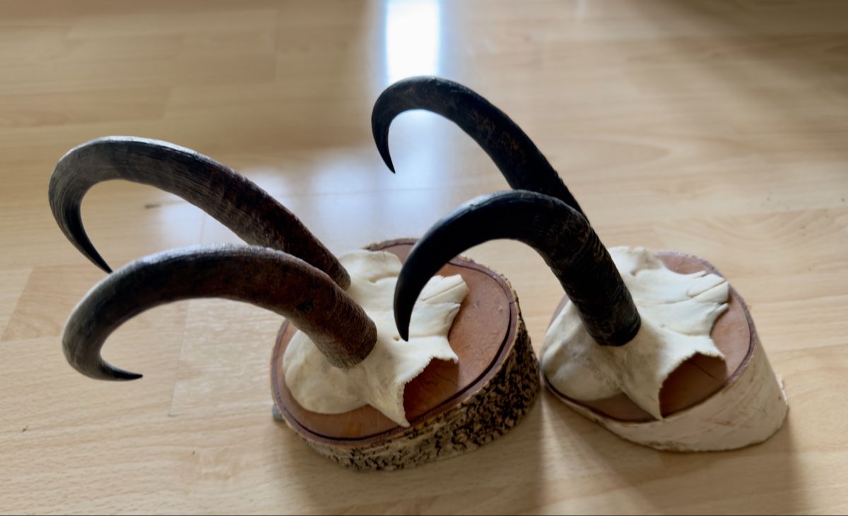 Il mondo degli animali: Walliser Gämse Schädel Trophäe auf Holzsockel – Usato da Widnau venduto da kustercarmen 6