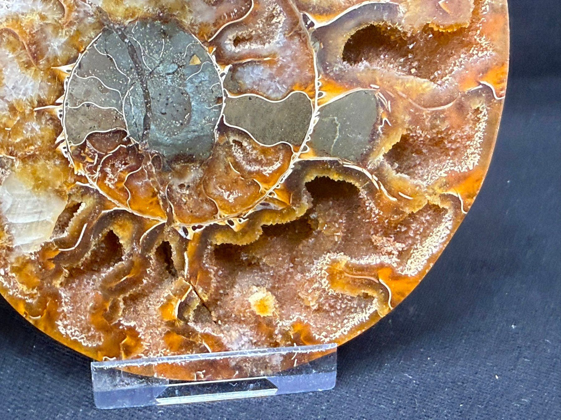 Fossili: Ammoniten-Paar – Usato da Schinznach Bad venduto da Demerald 4