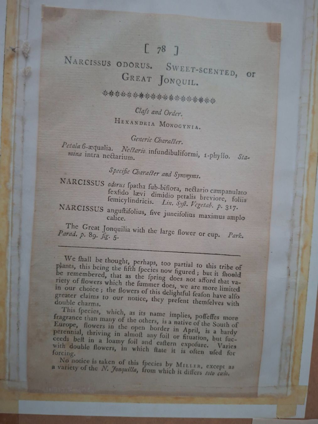Incisioni: 2 Antike botanische Stiche - 1789, 1790 – Usato da Baldegg venduto da collect.hub 7