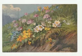 Ansichtskarte Alpenblumen Motiv Drendinger-Roux 15.12.1934
