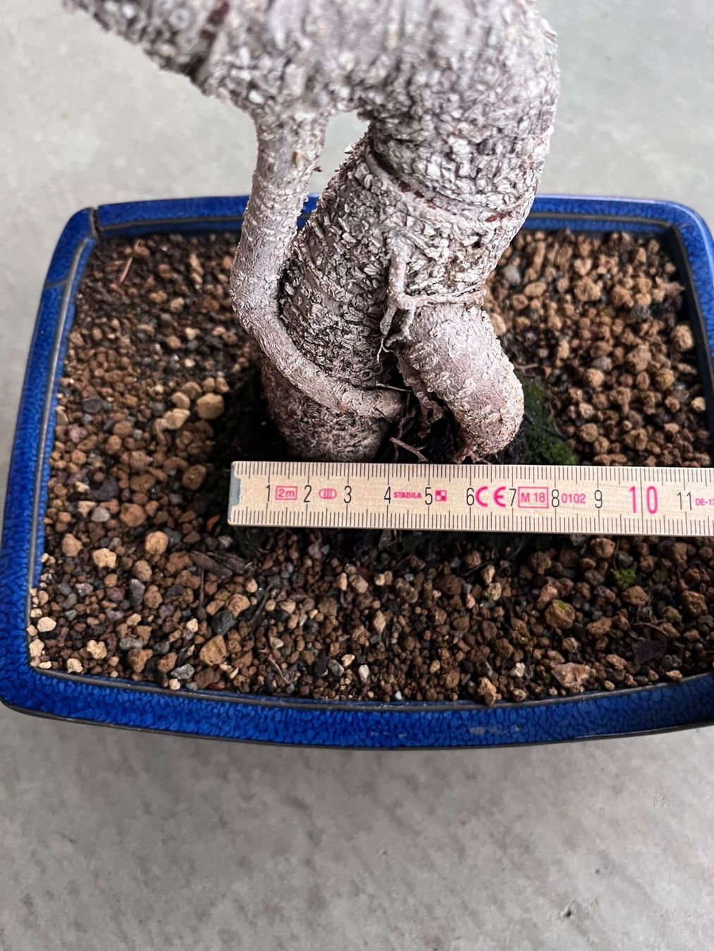 Piante & sementi: Ficus Bonsai – Usato da Dussnang venduto da Hakuna_matata7 1
