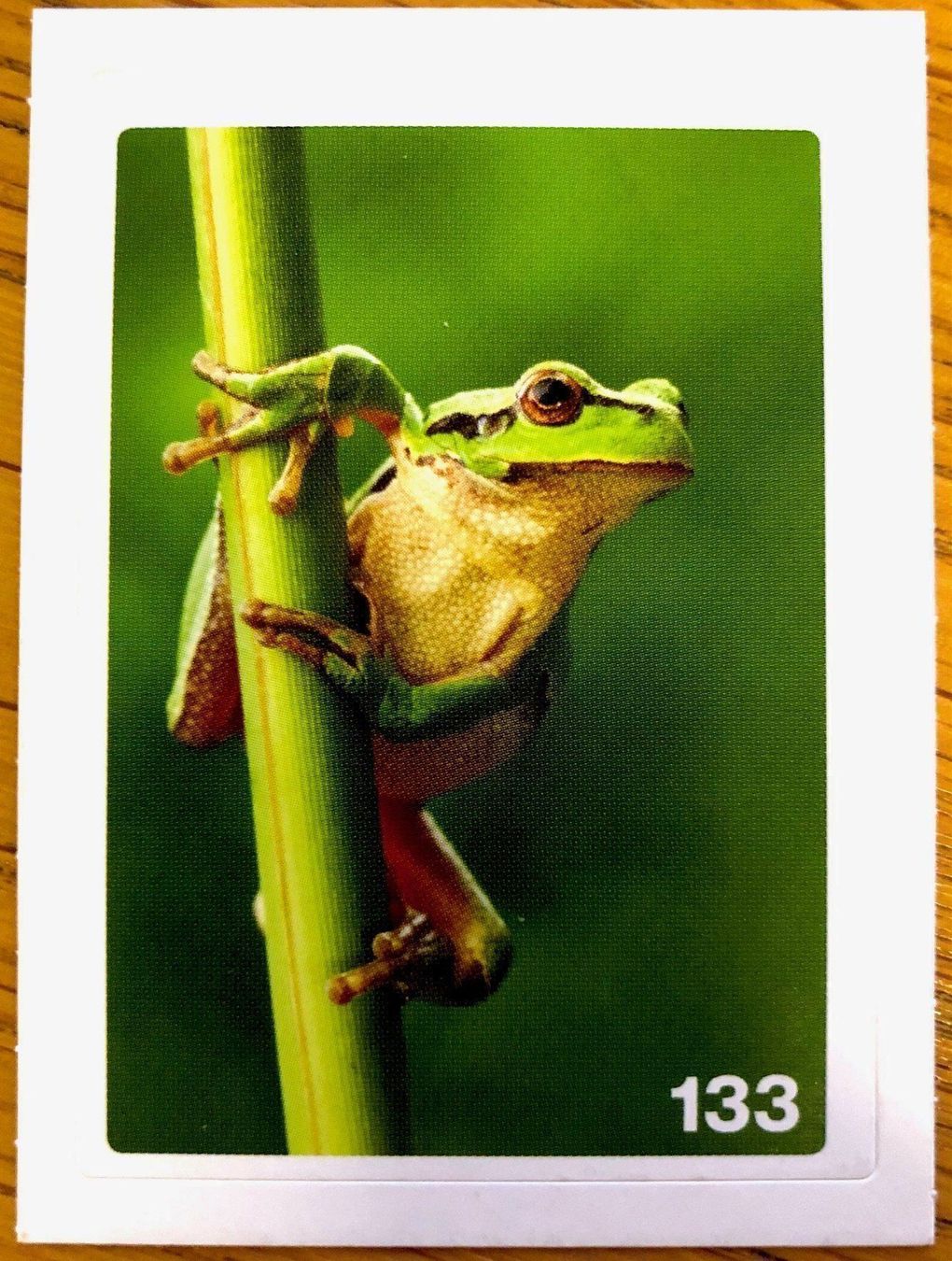 Migros Carte collezionabili: Migros Nature Detectives - Bild Nr. 133 – Nuovo (secondo la descrizione) da Oberrieden venduto da Zimmerberg10
