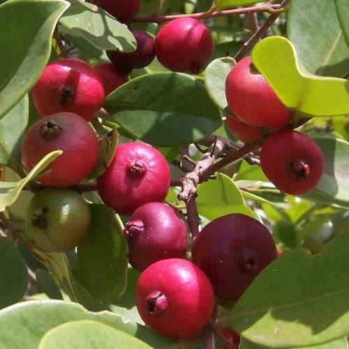 Piante & sementi: Goyavier fraise  PLANT 15-20cm – Nuovo (secondo la descrizione) da Bremblens venduto da FIBONACCI369 2