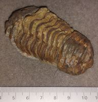 sehr schöner, stattlicher Trilobit aus Marokko