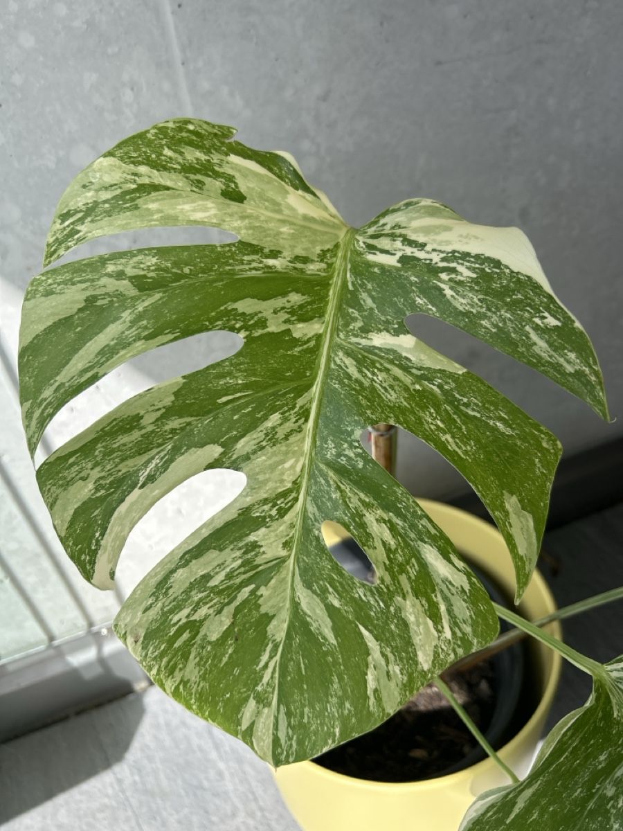 Plantes & graines: Monstera Deliciosa Variegata – D'occasion à Hausen AG par obi92 2