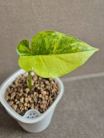 🌿Alocasia Gageana aurea🌿