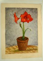 Fischer 61 Rote Amaryllis Aquarell 32 x 44 cm