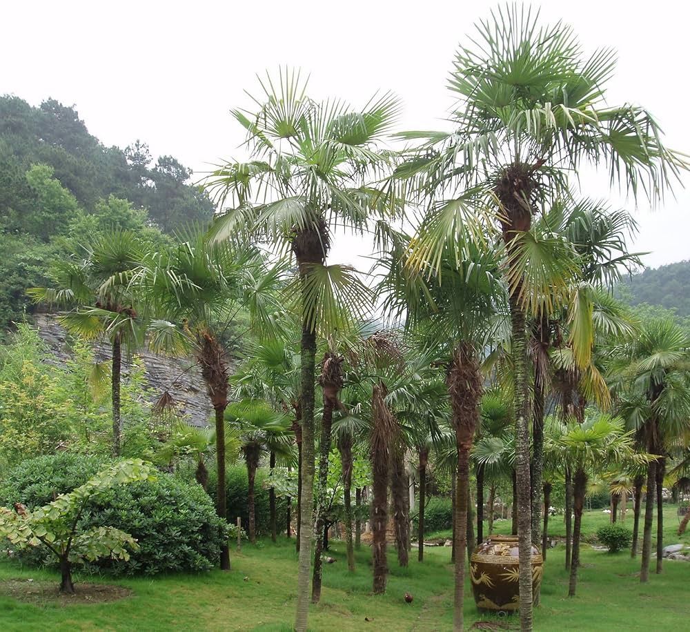 Piante & sementi: Trachycarpus Takil Samen 200 Stück – Nuovo (secondo la descrizione) da Windisch venduto da Sumpfrose