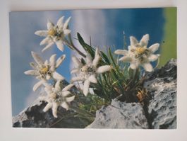Edelweiss Postkarte - Gruss aus den Alpen, Top Zustand!
