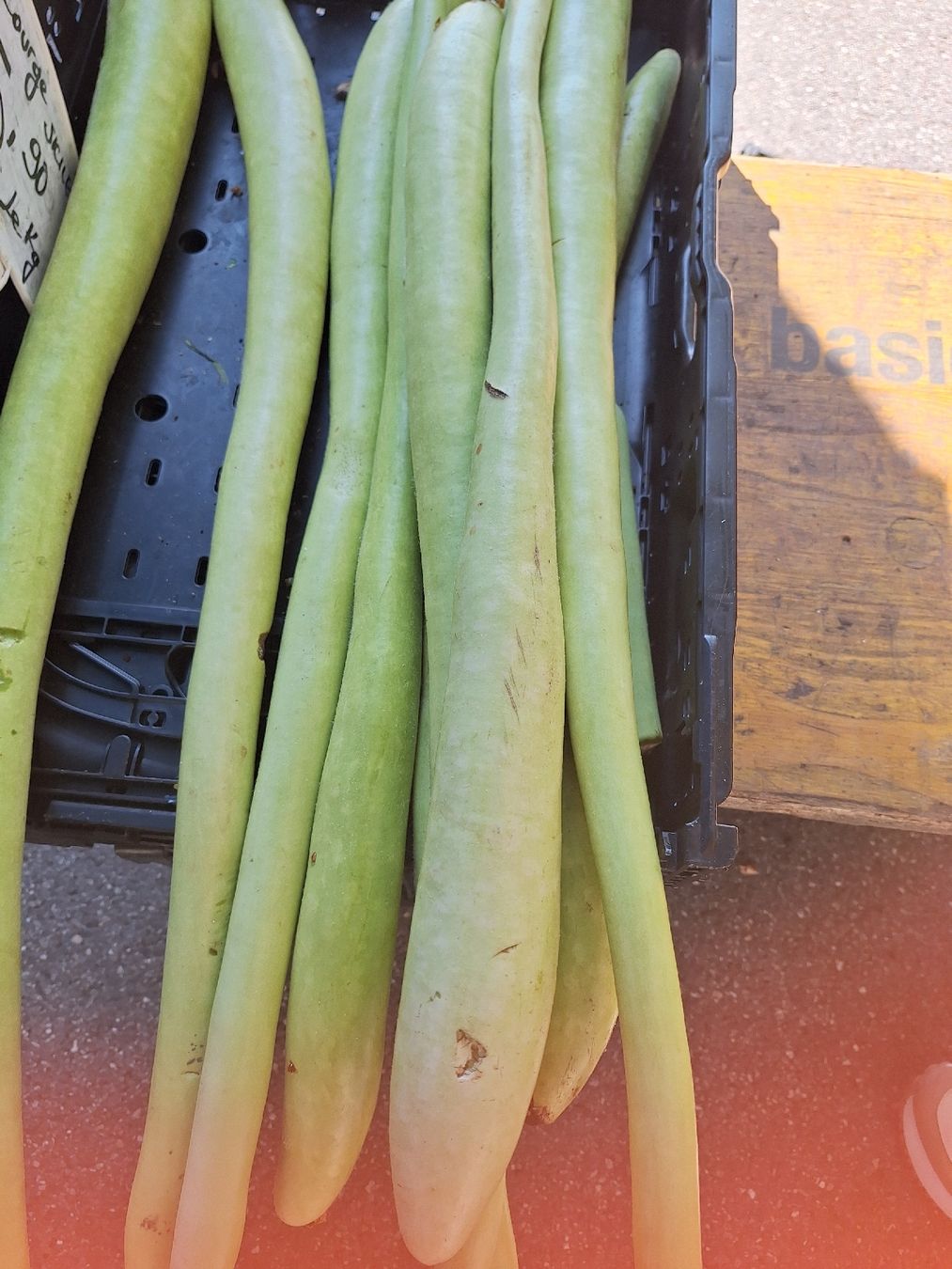 Piante & sementi: Plants variés tomates.courgettes.cardons – Nuovo e nell'imballaggio originale da Genève venduto da Cristin1 4