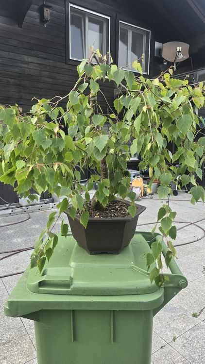 Bonsai Birke (Gebraucht) in Islisberg fr CHF 250  nur Abholung auf  Ricardo kaufen