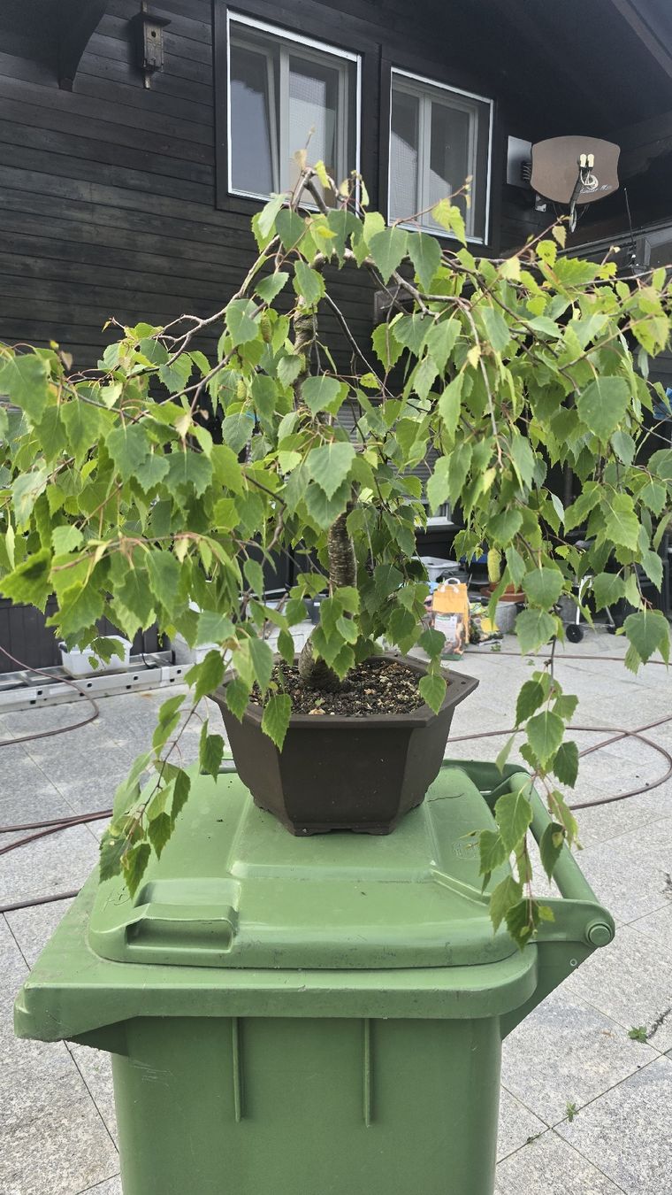 Bonsai Birke (Gebraucht) in Islisberg fr CHF 250  nur Abholung auf  Ricardo kaufen