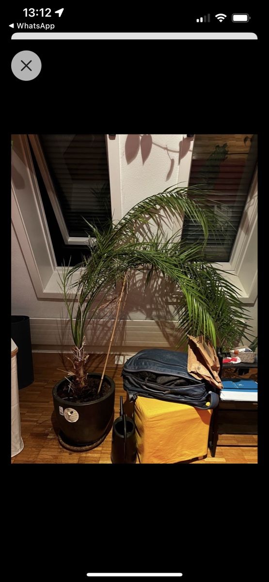 Pflanzen & Samen: Grosse Palme - Gratis, gebrauchter Zustand – Gebraucht aus Zürich von mar_78tb