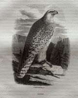 Stahlstich 1843 - Gerfalke, Falke