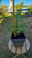 Metasequoia glyptostroboides : urweltmammutbaum