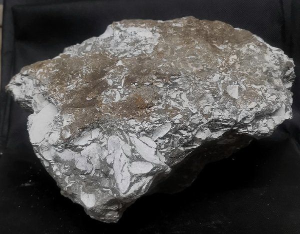 Fossilien: Fossilienkalk – Neu (gemäss Beschreibung) aus Walenstadt von vkt_qc8d 3
