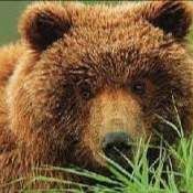 Profile image of dadila